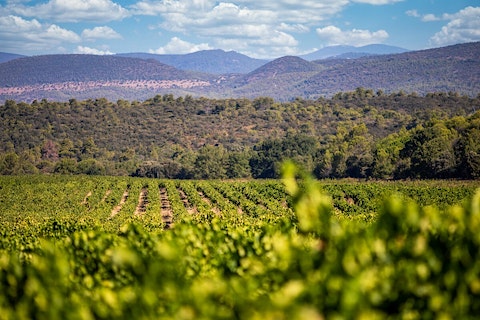 AIX Rosé Vineyard Maison Saint Aix Harvest